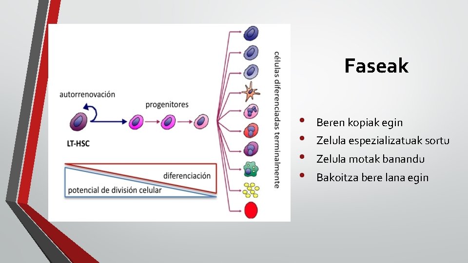 Faseak • • Beren kopiak egin Zelula espezializatuak sortu Zelula motak banandu Bakoitza bere