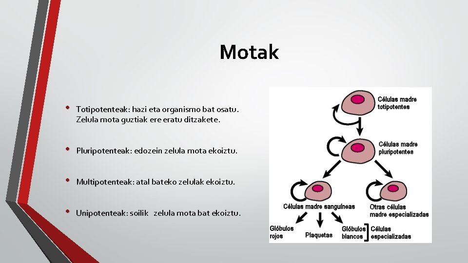 Motak • Totipotenteak: Totipotenteak hazi eta organismo bat osatu. Zelula mota guztiak ere eratu