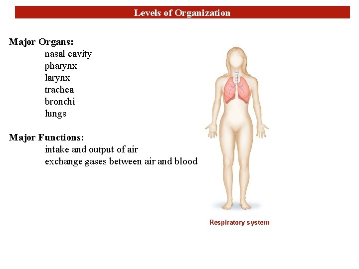 Levels of Organization Major Organs: nasal cavity pharynx larynx trachea bronchi lungs Major Functions: