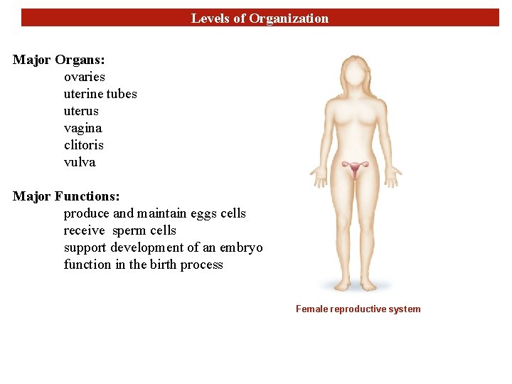 Levels of Organization Major Organs: ovaries uterine tubes uterus vagina clitoris vulva Major Functions: