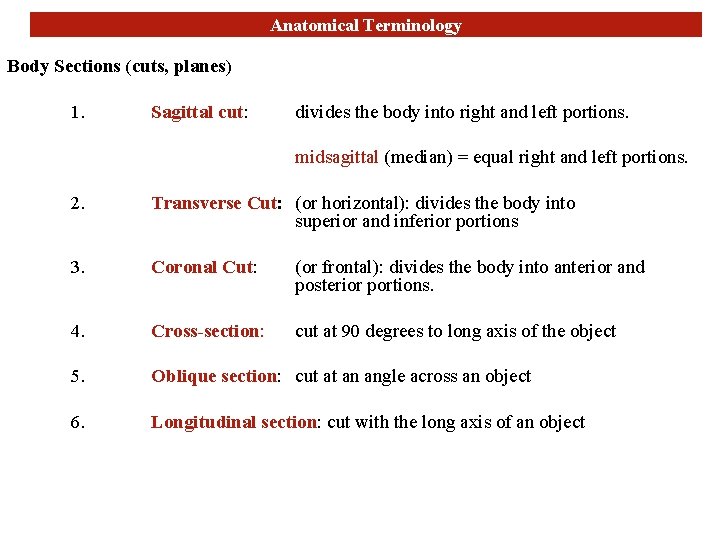 Anatomical Terminology Body Sections (cuts, planes) 1. Sagittal cut: divides the body into right