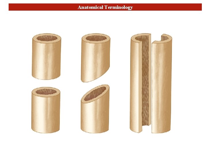 Anatomical Terminology 