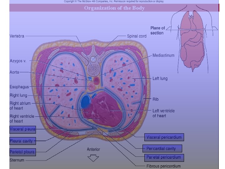 Organization of the Body 