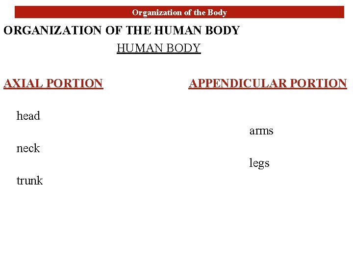 Organization of the Body ORGANIZATION OF THE HUMAN BODY AXIAL PORTION APPENDICULAR PORTION head