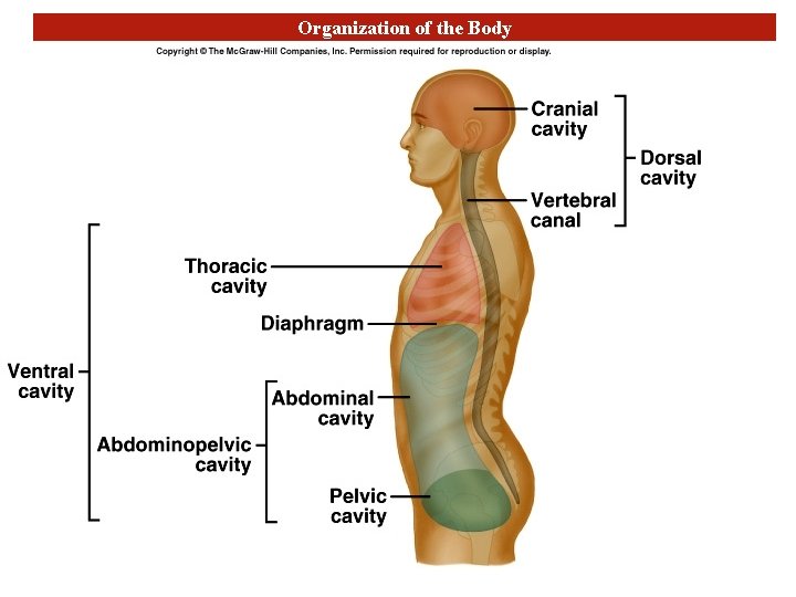 Organization of the Body 