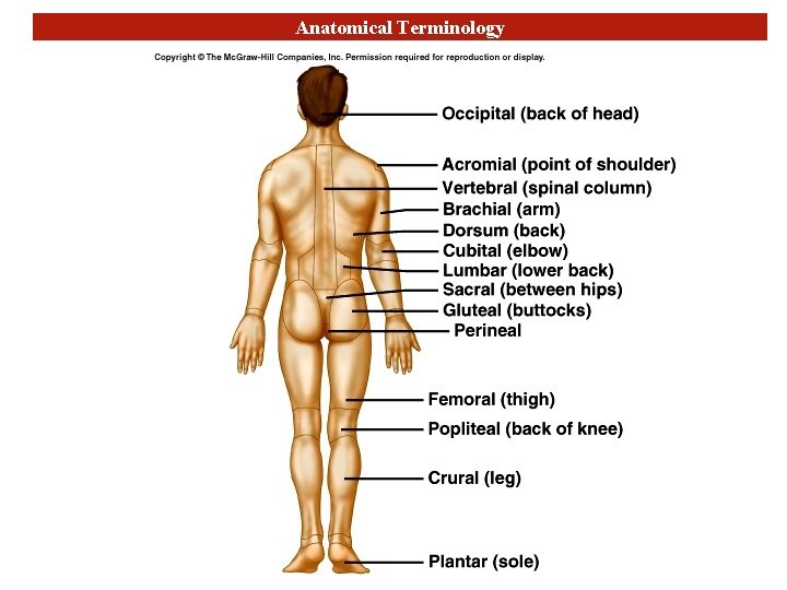 Anatomical Terminology 