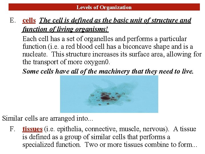 Levels of Organization E. cells The cell is defined as the basic unit of