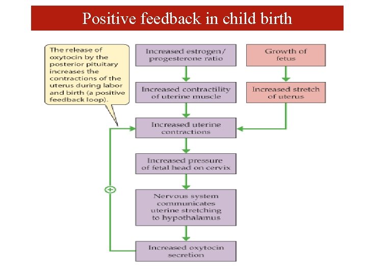 Positive feedback in child birth 