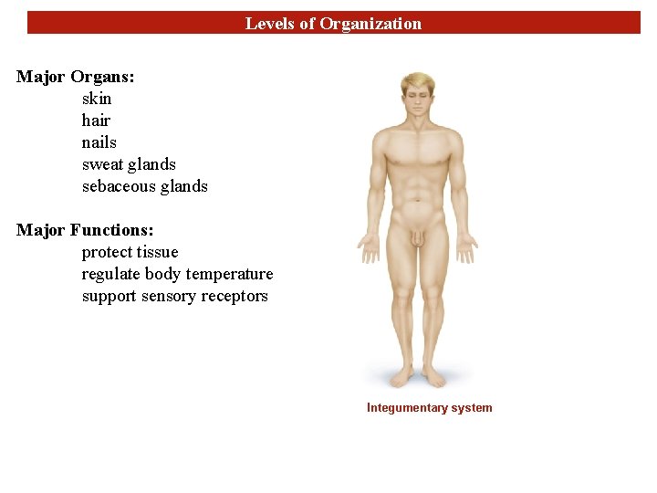 Levels of Organization Major Organs: skin hair nails sweat glands sebaceous glands Major Functions: