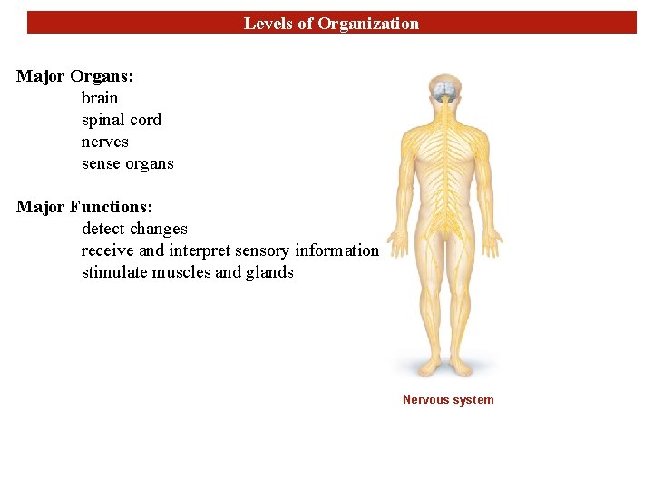 Levels of Organization Major Organs: brain spinal cord nerves sense organs Major Functions: detect