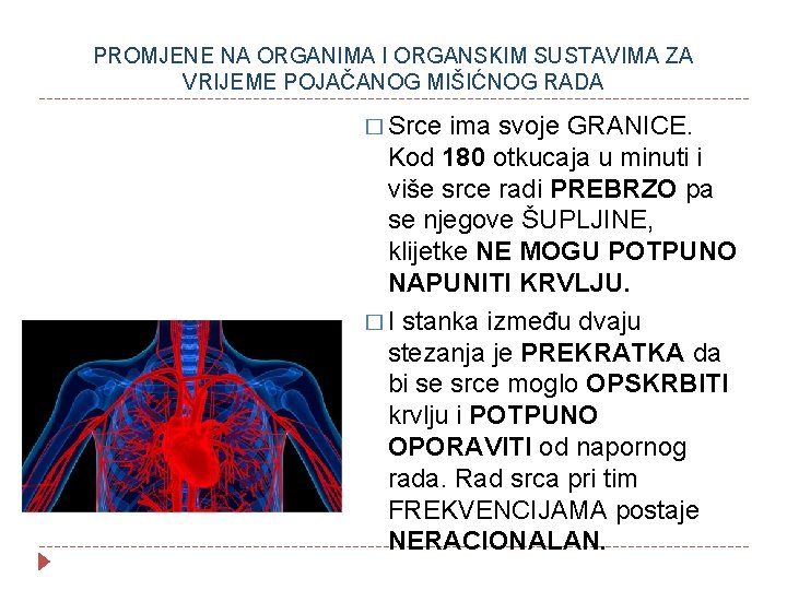 PROMJENE NA ORGANIMA I ORGANSKIM SUSTAVIMA ZA VRIJEME POJAČANOG MIŠIĆNOG RADA � Srce ima