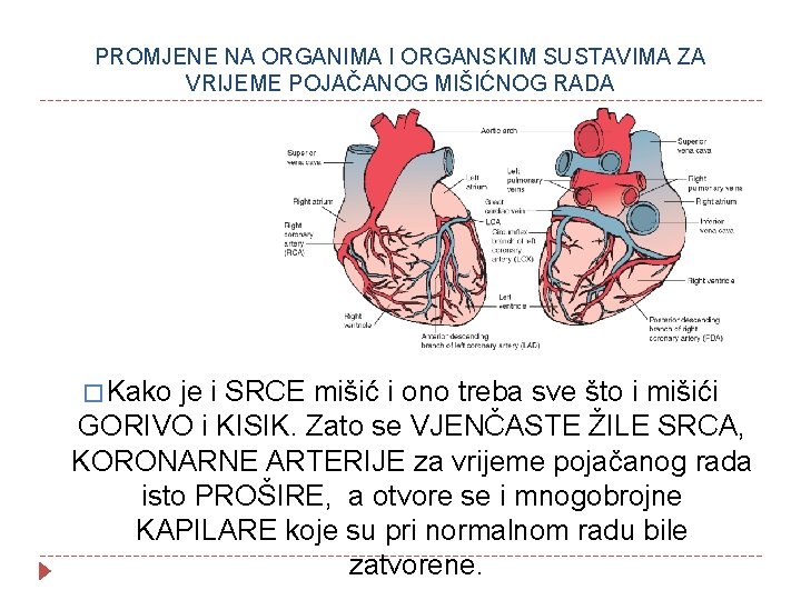 PROMJENE NA ORGANIMA I ORGANSKIM SUSTAVIMA ZA VRIJEME POJAČANOG MIŠIĆNOG RADA � Kako je