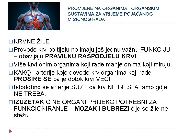 PROMJENE NA ORGANIMA I ORGANSKIM SUSTAVIMA ZA VRIJEME POJAČANOG MIŠIĆNOG RADA � KRVNE ŽILE