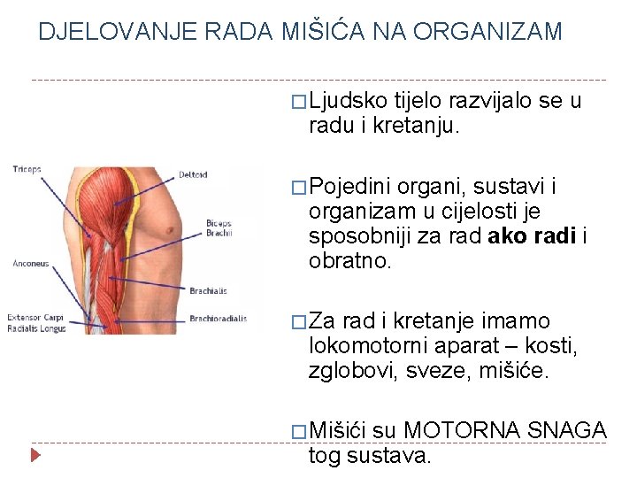 DJELOVANJE RADA MIŠIĆA NA ORGANIZAM � Ljudsko tijelo razvijalo se u radu i kretanju.