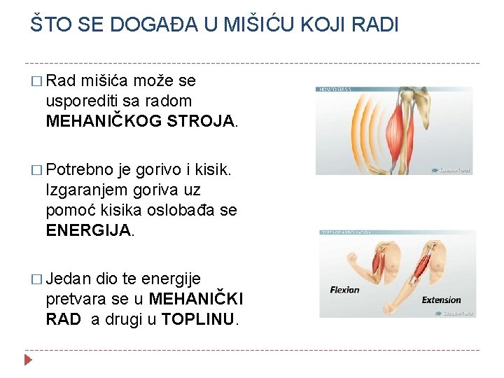 ŠTO SE DOGAĐA U MIŠIĆU KOJI RADI � Rad mišića može se usporediti sa