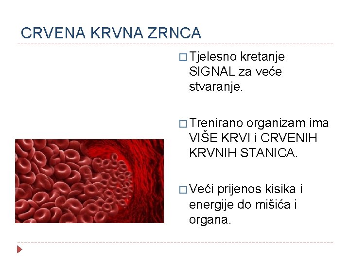 CRVENA KRVNA ZRNCA � Tjelesno kretanje SIGNAL za veće stvaranje. � Trenirano organizam ima