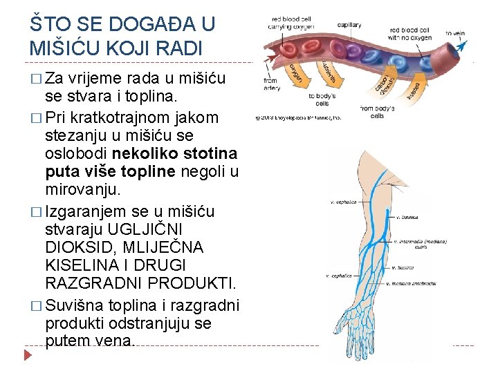 ŠTO SE DOGAĐA U MIŠIĆU KOJI RADI � Za vrijeme rada u mišiću se