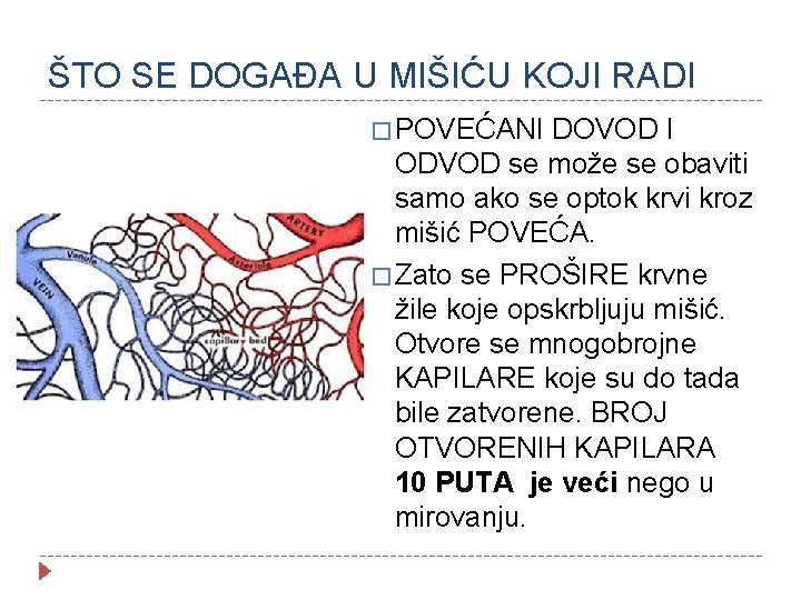 ŠTO SE DOGAĐA U MIŠIĆU KOJI RADI � POVEĆANI DOVOD I ODVOD se može