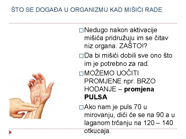 ŠTO SE DOGAĐA U ORGANIZMU KAD MIŠIĆI RADE � Nedugo nakon aktivacije mišića pridružuju