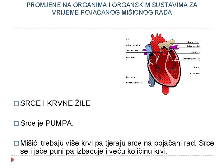 PROMJENE NA ORGANIMA I ORGANSKIM SUSTAVIMA ZA VRIJEME POJAČANOG MIŠIĆNOG RADA � SRCE �