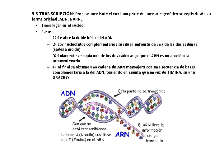 – 3. 3 TRANSCRIPCIÓN: Proceso mediante el cual una parte del mensaje genético se