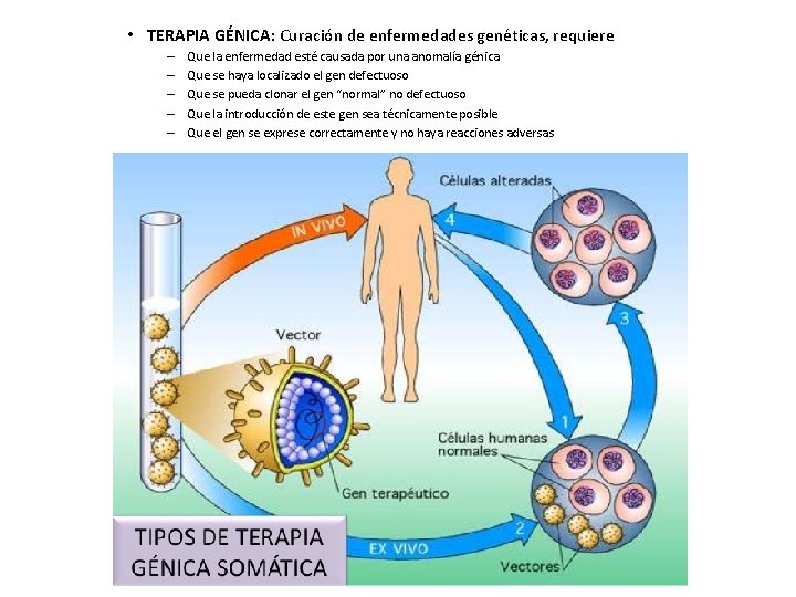  • TERAPIA GÉNICA: Curación de enfermedades genéticas, requiere – – – Que la