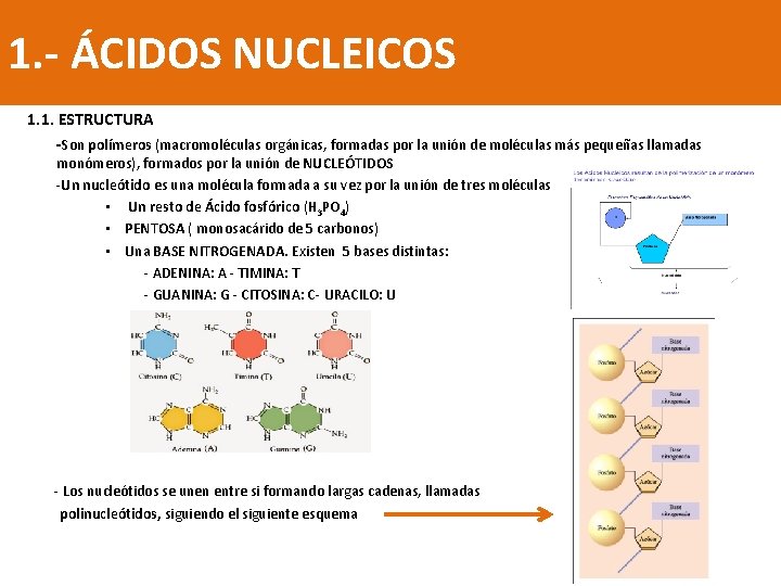 1. - ÁCIDOS NUCLEICOS 1. 1. ESTRUCTURA -Son polímeros (macromoléculas orgánicas, formadas por la