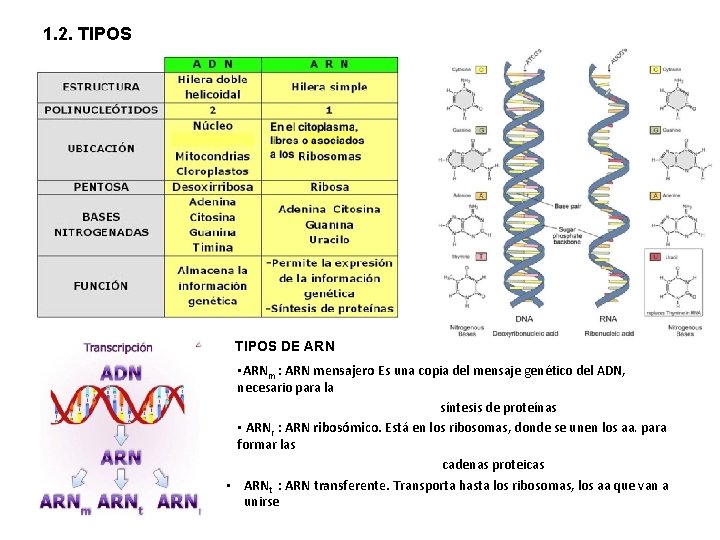 1. 2. TIPOS DE ARN • ARNm : ARN mensajero Es una copia del