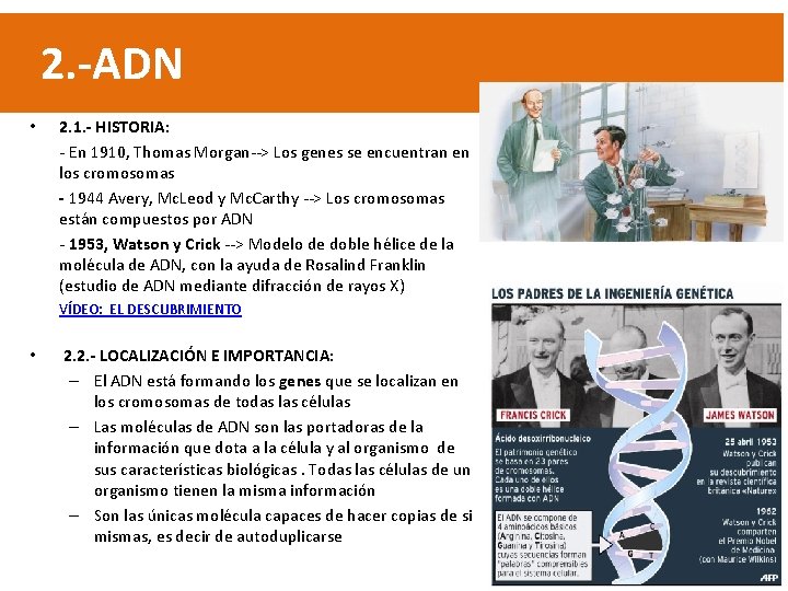 2. -ADN • 2. 1. - HISTORIA: - En 1910, Thomas Morgan--> Los genes