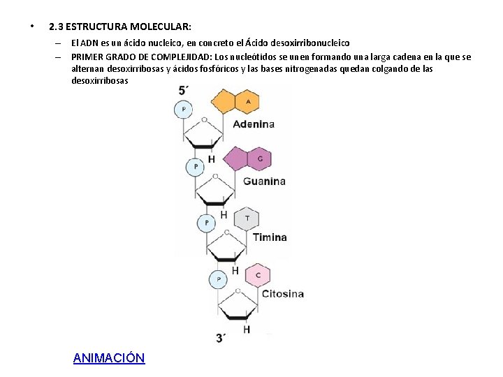  • 2. 3 ESTRUCTURA MOLECULAR: – El ADN es un ácido nucleico, en