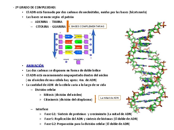 - 2º GRADO DE COMPLEJIDAD: • El ADN está formado por dos cadenas de