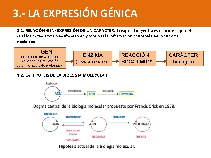 3. - LA EXPRESIÓN GÉNICA • 3. 1. RELACIÓN GEN- EXPRESIÓN DE UN CARÁCTER: