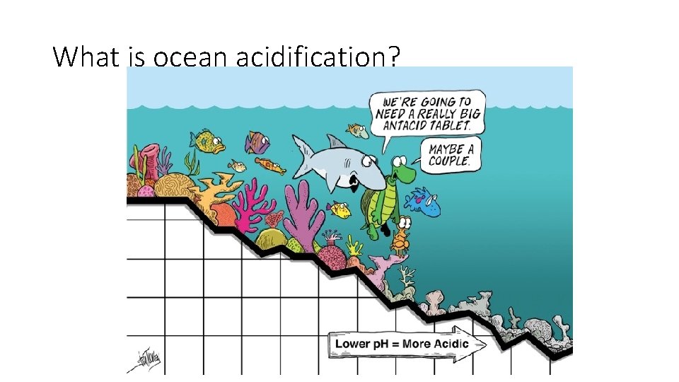 What is ocean acidification? 