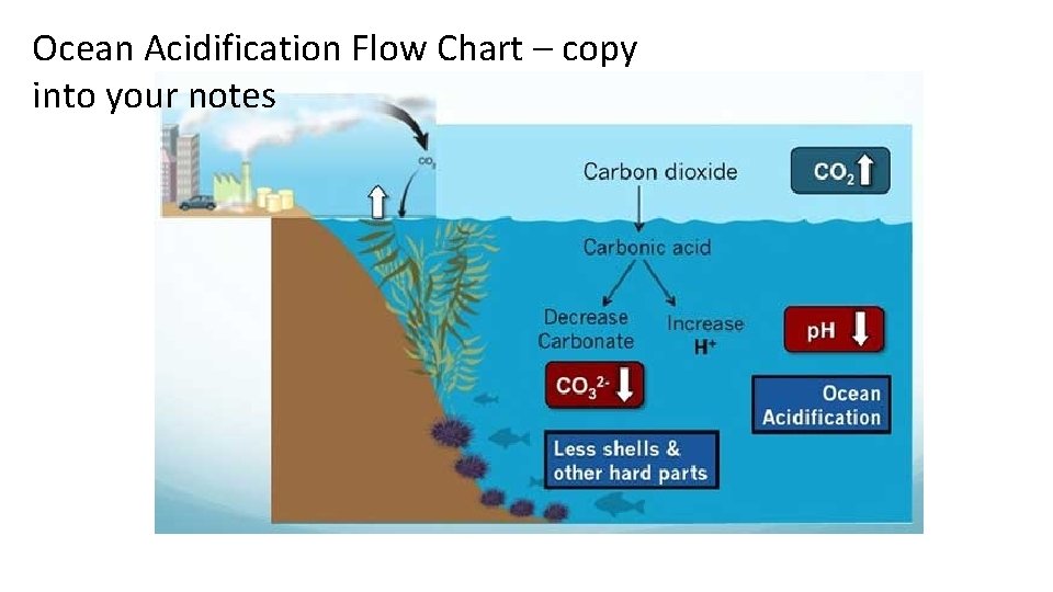 Ocean Acidification Flow Chart – copy into your notes 