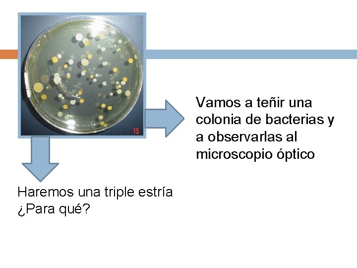 Vamos a teñir una colonia de bacterias y a observarlas al microscopio óptico Haremos