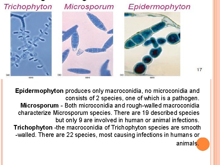 Epidermophyton produces only macroconidia, no microconidia and consists of 2 species, one of which