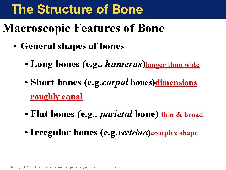 The Structure of Bone Macroscopic Features of Bone • General shapes of bones • The Structure of Bone Macroscopic Features of Bone • General shapes of bones •