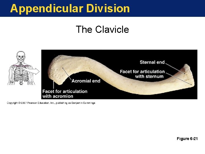 Appendicular Division The Clavicle Figure 6 -21 Appendicular Division The Clavicle Figure 6 -21