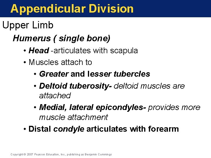 Appendicular Division Upper Limb Humerus ( single bone) • Head -articulates with scapula • Appendicular Division Upper Limb Humerus ( single bone) • Head -articulates with scapula •