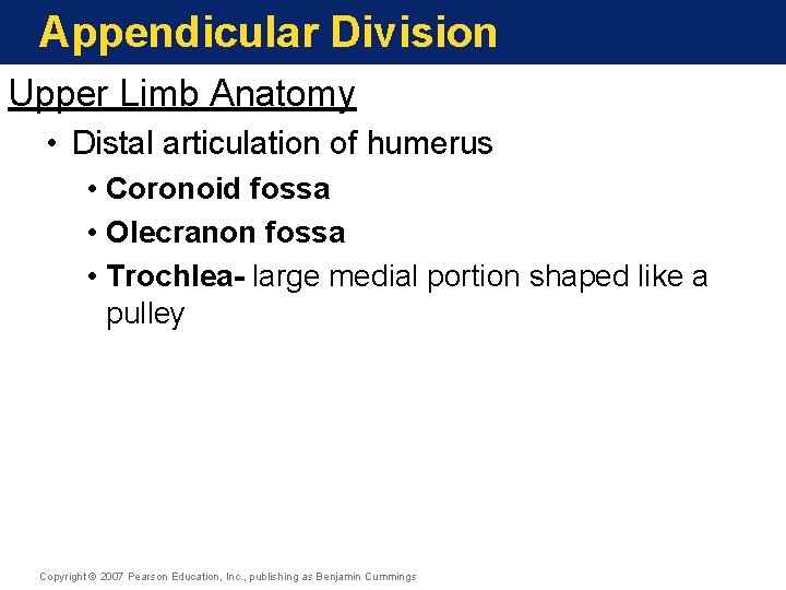 Appendicular Division Upper Limb Anatomy • Distal articulation of humerus • Coronoid fossa • Appendicular Division Upper Limb Anatomy • Distal articulation of humerus • Coronoid fossa •