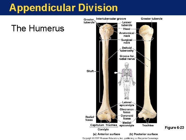 Appendicular Division The Humerus Figure 6 -23 Appendicular Division The Humerus Figure 6 -23