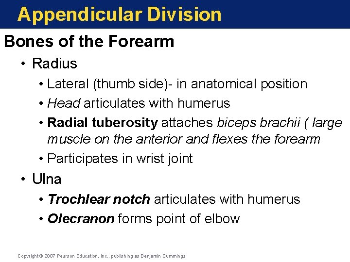 Appendicular Division Bones of the Forearm • Radius • Lateral (thumb side)- in anatomical Appendicular Division Bones of the Forearm • Radius • Lateral (thumb side)- in anatomical
