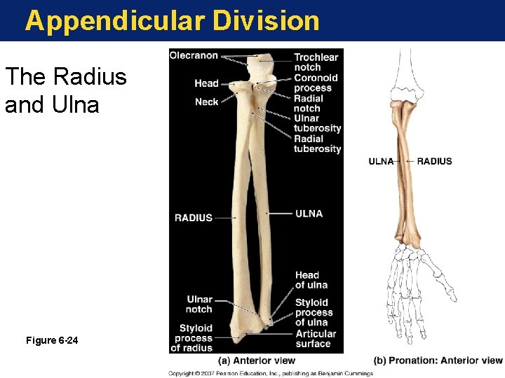 Appendicular Division The Radius and Ulna Figure 6 -24 Appendicular Division The Radius and Ulna Figure 6 -24