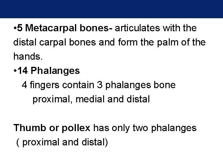 • 5 Metacarpal bones- articulates with the distal carpal bones and form the • 5 Metacarpal bones- articulates with the distal carpal bones and form the