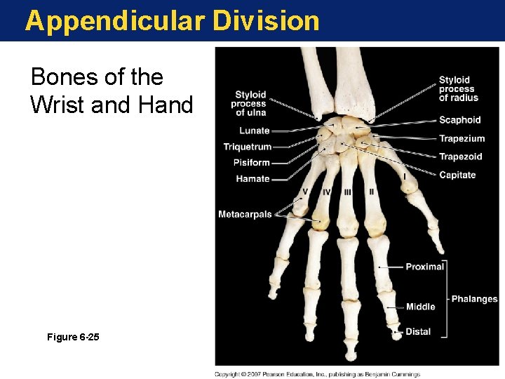 Appendicular Division Bones of the Wrist and Hand Figure 6 -25 Appendicular Division Bones of the Wrist and Hand Figure 6 -25
