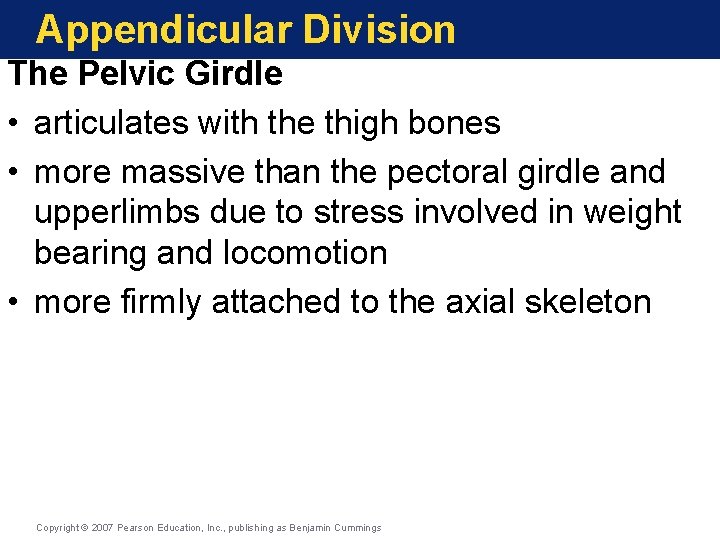 Appendicular Division The Pelvic Girdle • articulates with the thigh bones • more massive Appendicular Division The Pelvic Girdle • articulates with the thigh bones • more massive