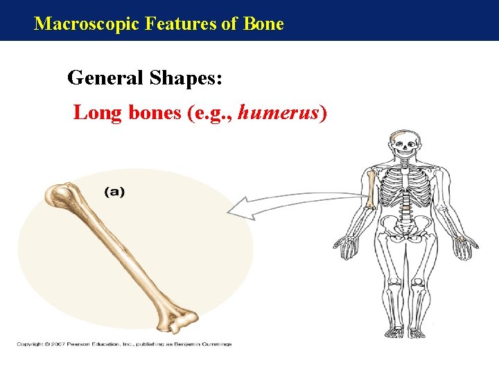 Macroscopic Features of Bone General Shapes: Long bones (e. g. , humerus) Macroscopic Features of Bone General Shapes: Long bones (e. g. , humerus)