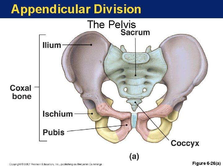 Appendicular Division The Pelvis Copyright © 2007 Pearson Education, Inc. , publishing as Benjamin Appendicular Division The Pelvis Copyright © 2007 Pearson Education, Inc. , publishing as Benjamin