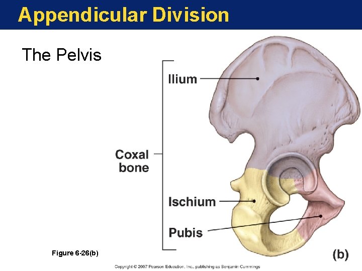 Appendicular Division The Pelvis Figure 6 -26(b) Appendicular Division The Pelvis Figure 6 -26(b)
