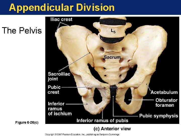 Appendicular Division The Pelvis Figure 6 -26(c) Appendicular Division The Pelvis Figure 6 -26(c)